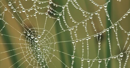spider web with dew drops in a wind - Powered by Adobe