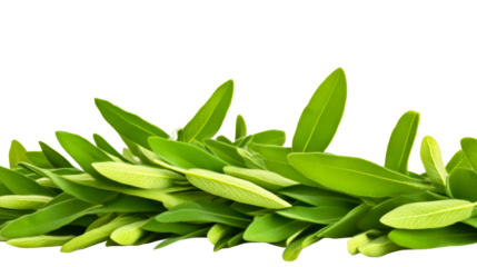 Fresh green leaves arranged on a transparent background
