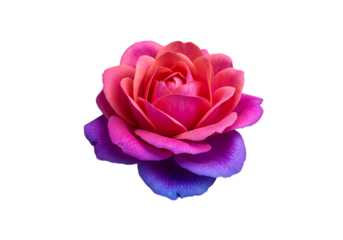 Vibrant Multicolored Rose Blossom