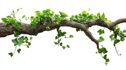 Fototapeta premium Isolated image of a gnarled tree branch with vibrant green ivy growing on it, against a white background.