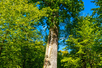 Obraz premium Old huge giant Patriarch Oak tree in National Park Belarus.