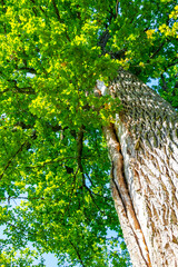 Old huge giant Patriarch Oak tree in National Park Belarus.