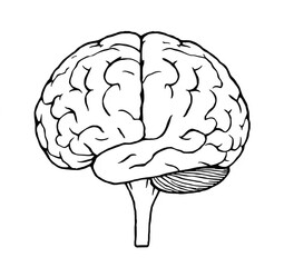 Hand-drawn human brain illustration. Black ink sketch on white background featuring cerebellum, brain stem, cerebrum, and convoluted surface. Medical, scientific, educational graphic drawn with pen or