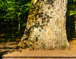 Old huge giant Patriarch Oak tree in National Park Belarus.