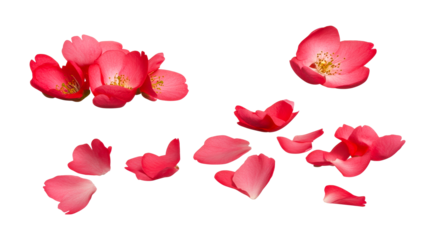 Beautiful pink flower petals scattered on a transparent background