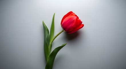 Minimalist image of a vibrant red tulip flower with green stem and shadows.

