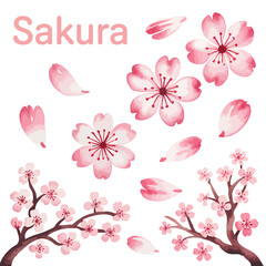 Sakura Cherry Blossom Watercolor Painting with Branches and Petals on White Background Springtime Floral Illustration