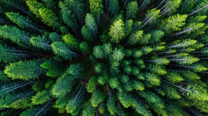 Fototapeta premium An aerial view reveals a lush, vibrant forest filled with towering trees and a rich variety of green foliage. The dense canopy creates a peaceful natural environment