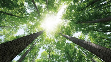 Fototapeta premium Canopy whispers ascend as sunlight cascades through towering greens, evoking Earth Day serenity and forest bathing introspection