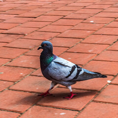 Animals, Nature, Domestic animals, Еurope, Eastern Europe, Romania - Canon EOS 4000D Lens: EF-S 18-55mm f/3.5-5.6 IS II