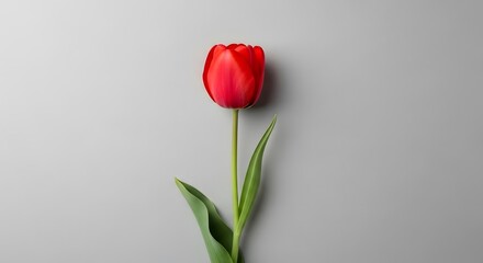 Single Vibrant Red Tulip Flower Isolated on a Clean Grey Background
