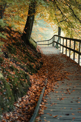 A Beautiful, Scenic Autumn Pathway that is Surrounded by Colorful and Vibrant Trees