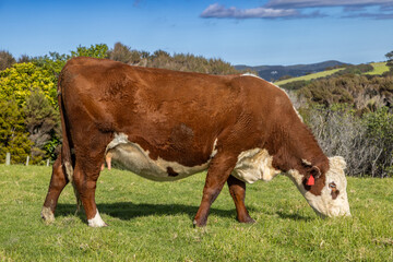 A brown and white cow grazes on green grass in a field in New Zealand. The cow is tagged and enjoys...