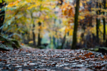 A Beautiful, Scenic Autumn Pathway that is Surrounded by Colorful and Vibrant Trees