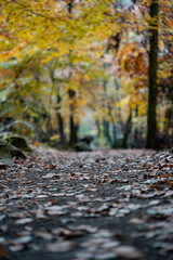 A Beautiful, Scenic Autumn Pathway that is Surrounded by Colorful and Vibrant Trees