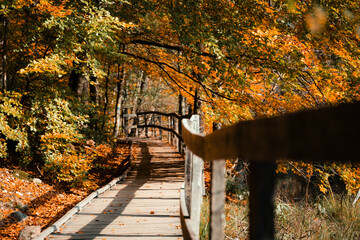 A Beautiful, Scenic Autumn Pathway that is Surrounded by Colorful and Vibrant Trees