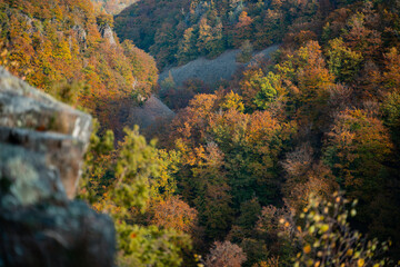 Obraz premium A Beautiful, Scenic Autumn Pathway that is Surrounded by Colorful and Vibrant Trees