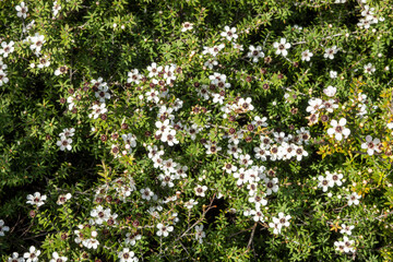 Close-up of Manuka flowers blooming on a shrub in New Zealand. The white petals and dark centers create a striking contrast against the green leaves.
