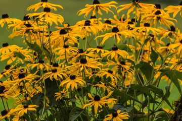 yellow rudbeckia with brown harts in the ciy garden 