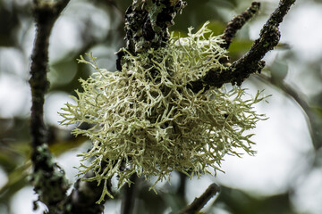 lichens on tree branches in the French region Chartreuse