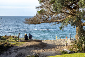 Two people sit on a log overlooking the ocean in New Zealand. They are relaxing and enjoying the...