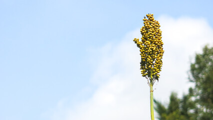 young sorghum stalk and seed against clear blue sky, bokeh, selective focus. field of sweet...