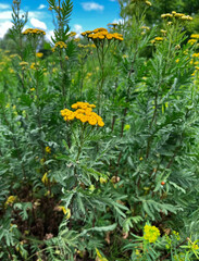 Yellow flowers of common tansy against blue sky. Vertical photo. Cute background of herbs and...