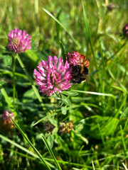 A bumblebee drinks nectar from pink clover. Vertical photo. Lovely flowers and herbs