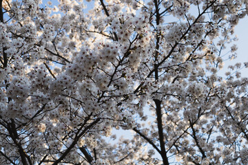 branches of blossoming sakura (cherry tree) in the morning sun rays against the blue sky. Many white and pink flowers