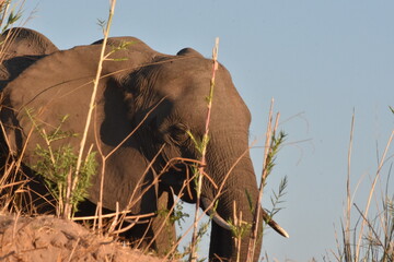 Elephant in grasslands with blue sky