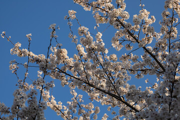 branches of blossoming sakura (cherry tree) in the morning sun rays against the blue sky. Many...