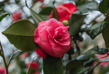 Beautiful hybrid camellia flower (Camellia and williamsii) with fresh leaves and slightly variegated pink petals. New delicate blooming buds