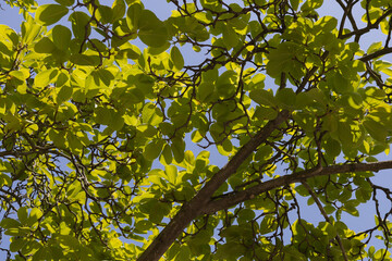 Asian tree with round leaves Korea, view from below. Ornate branches, exotic, against the...