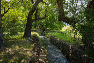 A splendid shady alley with spreading trees on a bright sunny day. The colorful green leaves are...