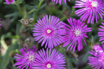 Fototapeta premium Close-up of vibrant purple Delosperma flowers, also known as succulent ice plants, in full summer bloom