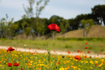 one tall red poppy in a field of yellow California and red poppies