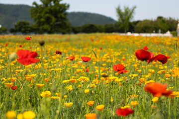 Beautiful colorful field of red and yellow poppies in South Korea, summer landscape with California poppies