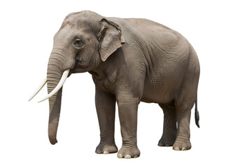 Fototapeta premium Asian Elephant on White Background: A Majestic Mammal Portrait