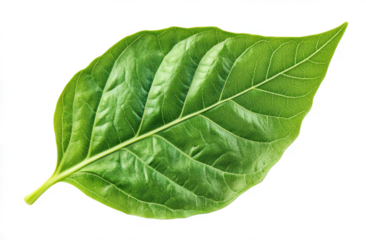  green leaf, polished and isolated on a transparent background