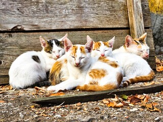 Group of five stray kittens cuddling and sleeping peacefully near a wooden wall, autumn leaves...