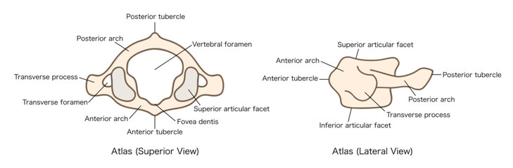 第一頸椎（環椎）の解剖学、上面図と側面図のイラスト © タカボーン