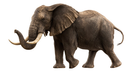 Realistic elephant walking on a transparent background