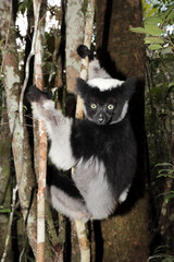 Madagascan Indri climbing in tree