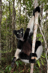 Madagascan Indri climbing in tree