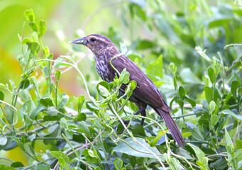 bird on a branch