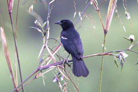 bird on a branch - Powered by Adobe