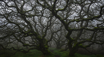 Fototapeta premium Enchanted Forest of Mist