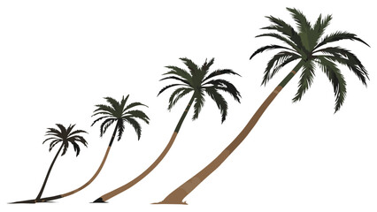 Four Palm Trees in Varying Stages of Growth.