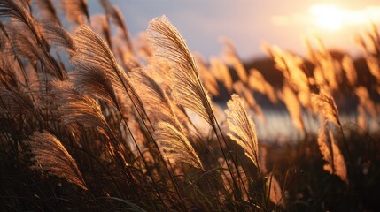 Grass plumes sway in golden light during sunset near a body of water, soft focus