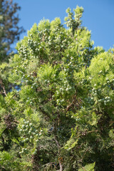 Green Thuja tree, green cones among its branches and leaves.